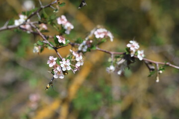 blooming Mediterranean Hawthorn (Crataegus azarolus) tree in spring