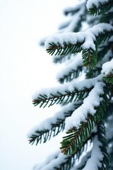 Snowy branches of fir tree against white background, frozen, icy, winterland