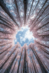 Worm’s-Eye View of Enchanted Pink Forest with Dreamy Sky