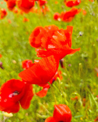 Blühender Klatschmohn in einer Nahaufnahme
