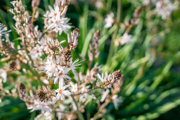 Wild Asphodelus ramosus blooming in the Mediterranean landscape of Northern Cyprus. Delicate white flowers contrast with the rugged environment, showcasing the resilience of nature in arid conditions
