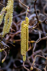 Twisted hazel tree with wavy branches, corylus avellana contorta