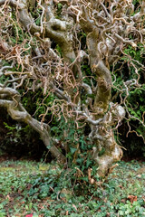 Twisted hazel tree with wavy branches, corylus avellana contorta
