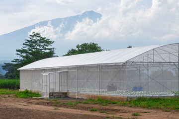 Fototapeta premium UV plastic greenhouse for modern agricultural with Mount Arjuna in the background, perfect for hydroponic farming, plantation, agribusiness, and green environment concepts.