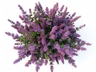 Obraz premium Highresolution lavender bouquet on plain white background commercial photography
