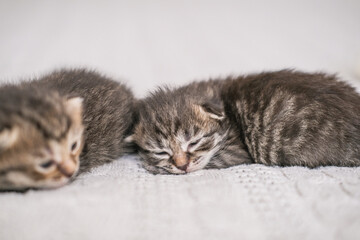 Adorable newborn kittens sleep sweetly on a knitted blanket