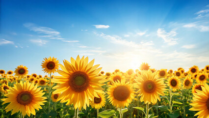 Fototapeta premium Sunflower,summer vibrant sunflower field under bright summer sky, radiating joy and warmth