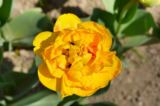 Tulip Yellow Pomponette flower
