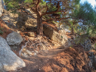 narrow path through the mountain forest.