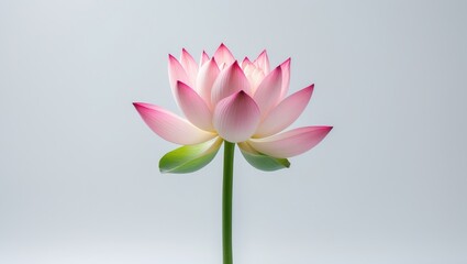 Fototapeta premium Pink lotus bud against a white background, highlighting the graceful and natural shape of the flower in its pre-bloom phase. A minimalistic and detailed botanical image ideal for various design pro...