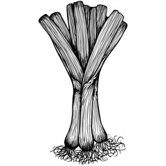 Hand-Drawn Baro Onion Lineart Vector | Realistic Black and White Illustration