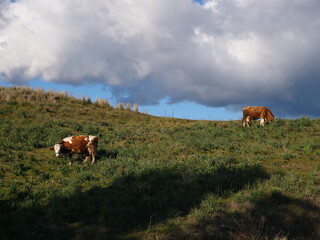 cow eating grass on a hill  cloudy weather blue sky animal scenery 