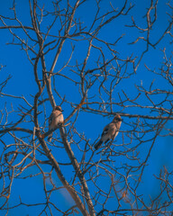 A pair of jays in a tree on a sunny day, close-up. Two jays are visible sitting on bare tree branches against a blue sky. Close-up of birds. Background image Bird on a tree.