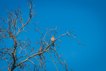 A pair of jays in a tree on a sunny day, close-up. Two jays are visible sitting on bare tree branches against a blue sky. Close-up of birds. Background image Bird on a tree.
