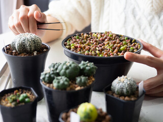 seedling desert plant green cactus Astrophytum variegated cacti woman people hand home garden watering background houseplant flower botany succulent nature tropical tree decoration pot select focus