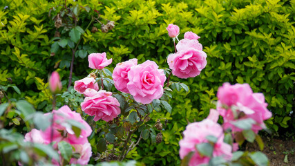Beautiiful Pink Roses in a Garden With Vibrant Green Foliage Background