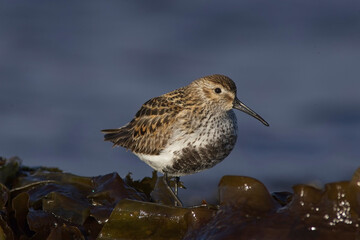 Dunlin (Calidris alpina) adult in breeding plumage, Highland, Scotland, UK.