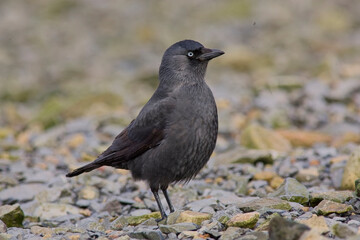 Western or Eurasian Jackdaw (Corvus monedula), Galway, Eire.