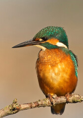 Common Kingfisher (Alcedo atthis), male on a perch at the RSPB Snettisham Nature Reserve, Norfolk, UK.