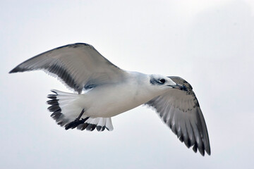 Fototapeta premium Mediterranean Gull (Ichthyaetus melanocephalus) an immature in flight, winter, Great Yarmouth, Norfolk, UK.