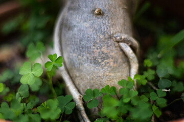 Shamrock Plant In A Pot