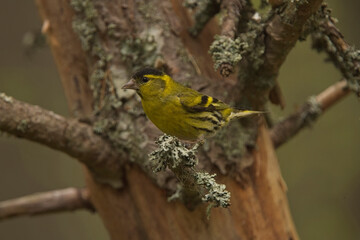 Fototapeta premium Eurasian Siskin (Spinus spinus), male perched in Scots Pine, Highland, Scotland, UK.