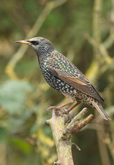 Fototapeta premium Common Starling (Sturnus vulgaris) in winter plumage, Cambridge, UK.