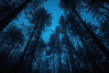 Starry night sky over dense forest with mist and moonlit trees