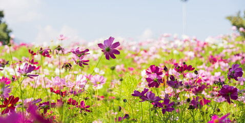Obraz premium Colorful Cosmos flower in the field, Nature Background.