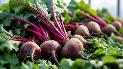 Beetroot red golden Beta vulgaris beet harvest bunch from a bio farm field. Farming, food, and greenhouse garden vegetables with organic plantation.