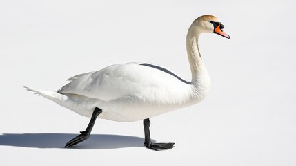 Obraz premium Elegant White Swan Walking Gracefully on Smooth White Surface