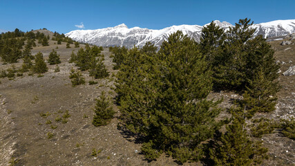 Aerial view of trees with snow-capped mountains in the background.
