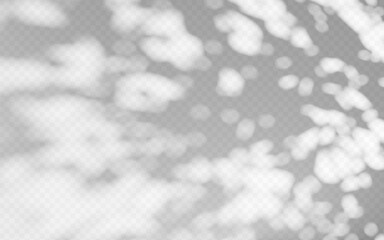 Abstract shadow overlay from foliage on a transparent background.