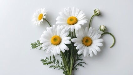 Obraz premium Bouquet of white chamomiles on a white background. Wild chamomile in the field. Spring or summer blossoms blooming. Field flowers.