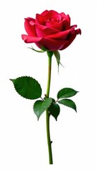 Single rose isolated in stark white environment, bloom, single