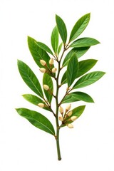 Tea tree Melaleuca branch with leaves and seeds isolated on white, plant, nature, seeds