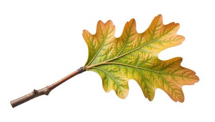 Fototapeta premium Single oak branch isolated on white background, wood grain, tree element