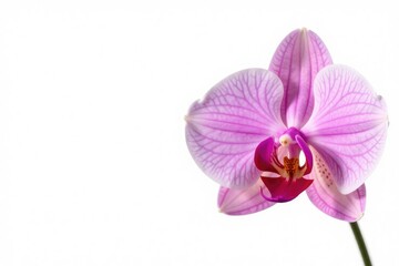 Obraz premium Single orchid isolated on white background with soft focus, colorful, flower, spring