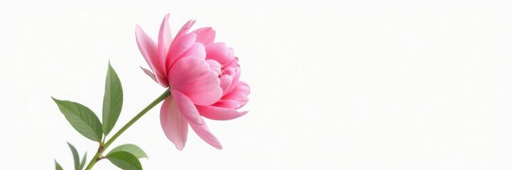 Naklejka premium Single peony flower in isolation against white background, flowers, natural