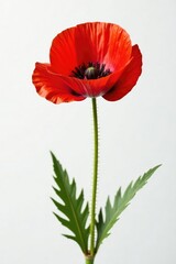 Obraz premium Single poppy flower on white background with stem, nature, bloom