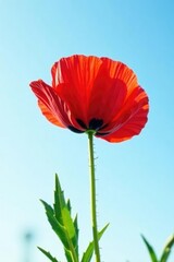 Fototapeta premium Single red poppy isolated on white background against blue sky, solitary, nature, red