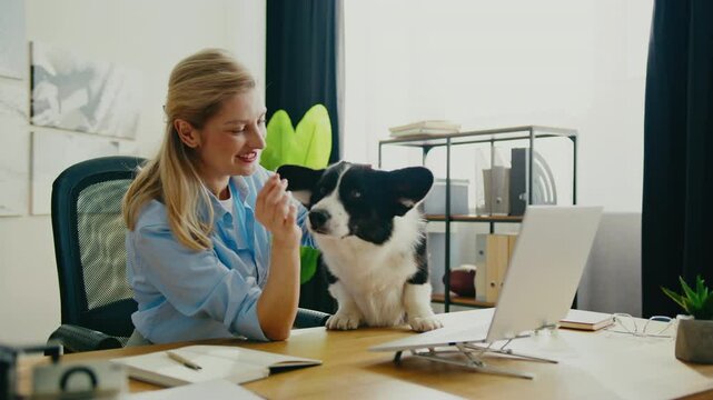 Cheerful Caucasian woman playing with black and white corgi while working at office. Holding treat while smiling at dog. Bright modern room with shelves and laptop nearby. Spending free time with pet.