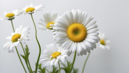 Obraz premium daisy macro love plant white vegetation summer nature adventure isolated special wild trip plants yellow natural earth single gold fresh perfect wilderness scenery story golden beautiful flowers ga...