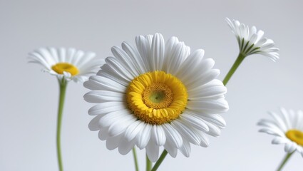 Fototapeta premium daisy macro love plant white vegetation summer nature adventure isolated special wild trip plants yellow natural earth single gold fresh perfect wilderness scenery story golden beautiful flowers ga...