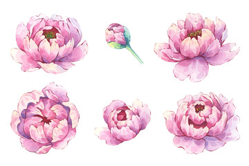 Peony flowers and buds watercolor set