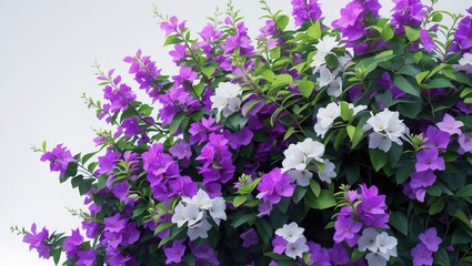 Fototapeta premium Bush flower of bougainvillea against a plain white background featuring ample copy space.