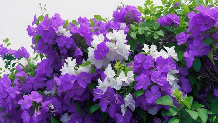Obraz premium Bougainvillea bush flower on a plain white background with space for text and clipping path. Plant in the garden.