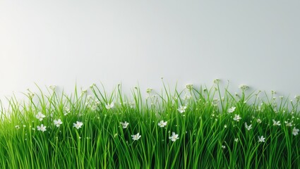 Fototapeta premium The green grass and white flowers stand out against a white background.
