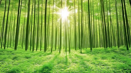 Fototapeta premium Lush green bamboo forest with sunlight