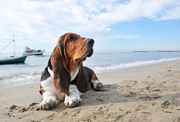 basset hound on the beach